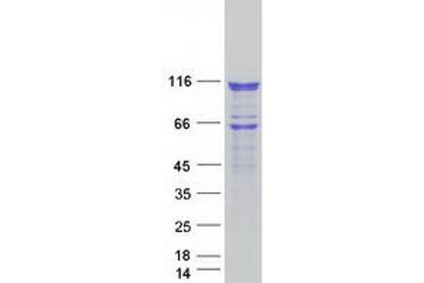 HSPH1 Protein (Myc-DYKDDDDK Tag)