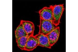 Confocal immunofluorescent analysis of p38 antibody with HeLa cells followed by Alexa Fluor 488-conjugated goat rabbit lgG (green). (MAPK14 antibody  (AA 295-324))