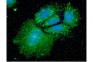 ICC/IF analysis of SHMT1 in Hep3B cells line, stained with DAPI (Blue) for nucleus staining and monoclonal anti-human SHMT1 antibody (1:100) with goat anti-mouse IgG-Alexa fluor 488 conjugate (Green). (SHMT1 antibody  (AA 1-483))