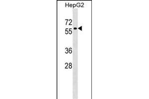 ZN Antibody (Center) (ABIN1537958 and ABIN2849450) western blot analysis in HepG2 cell line lysates (35 μg/lane). (ZNF419 antibody  (AA 176-202))