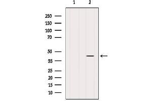 Western blot analysis of extracts from HepG2, using B4GALT4 Antibody. (B4GALT4 antibody  (Internal Region))