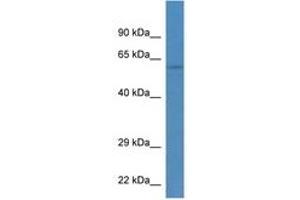 Tektin 3 antibody  (AA 80-129)