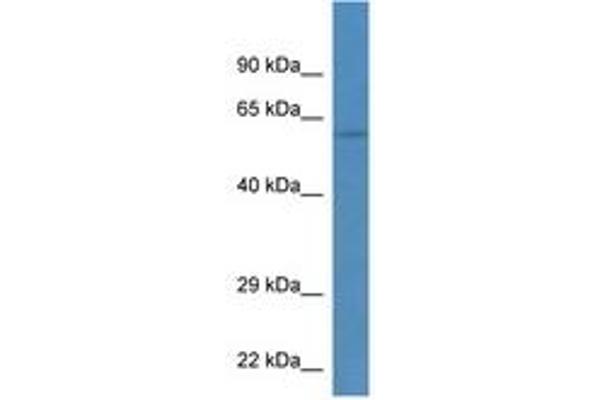 Tektin 3 antibody  (AA 80-129)