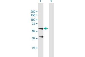 Western Blot analysis of SNX25 expression in transfected 293T cell line by SNX25 MaxPab polyclonal antibody. (SNX25 antibody  (AA 1-483))