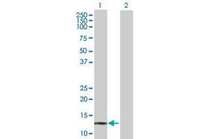 Western Blot analysis of POLR3K expression in transfected 293T cell line ( H00051728-T01 ) by POLR3K MaxPab polyclonal antibody. (POLR3K antibody  (AA 1-108))