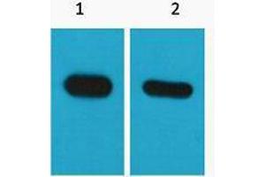 Western Blotting (WB) image for anti-CBP Tag antibody (ABIN3178679) (CBP Tag antibody)