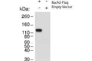 Western Blot of Rabbit anti-Bach2 antibody.