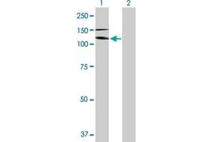 Western Blot analysis of IL17RA expression in transfected 293T cell line by IL17RA MaxPab polyclonal antibody.
