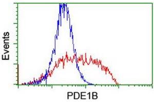 HEK293T cells transfected with either RC206588 overexpress plasmid (Red) or empty vector control plasmid (Blue) were immunostained by anti-PDE1B antibody (ABIN2454884), and then analyzed by flow cytometry. (PDE1B antibody)