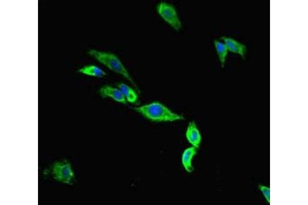Tmc2 antibody  (AA 6-206)