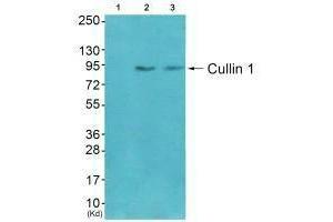 Western blot analysis of extracts from CoLo cells (Lane 2) and 3T3 cells (Lane 3), using Cullin 1 antiobdy. (Cullin 1 antibody)