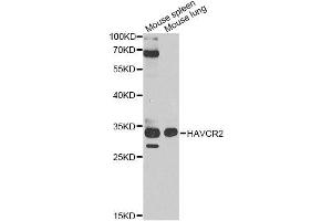 Western blot analysis of extracts of various cell lines, using HAVCR2 antibody. (TIM3 antibody  (AA 1-100))