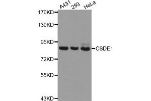 Western Blotting (WB) image for anti-Cold Shock Domain Containing E1, RNA-Binding (CDSE1) antibody (ABIN1876970)