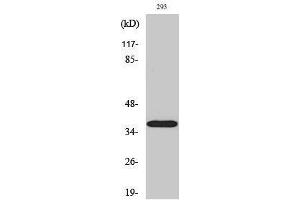 Western Blotting (WB) image for anti-Hydroxysteroid (17-Beta) Dehydrogenase 11 (HSD17B11) (Internal Region) antibody (ABIN3183086) (HSD17B11 antibody  (Internal Region))