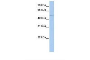 ZNF610 antibody  (AA 144-193)