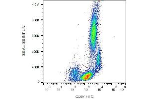 Surface staining of human peripheral blood with anti-CD97 (MEM-180) FITC.