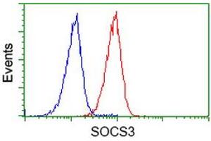 Image no. 2 for anti-Suppressor of Cytokine Signaling 3 (SOCS3) antibody (ABIN1501057) (SOCS3 antibody)