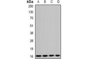 Western blot analysis of GABARAPL1 expression in BT474 (A), mouse liver (B), rat brain (C), rat kidney (D) whole cell lysates.