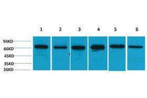 Western Blotting (WB) image for anti-Heat Shock 70kDa Protein 8 (HSPA8) antibody (ABIN3181508) (Hsc70 antibody)