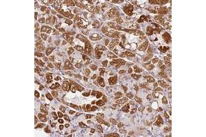 Immunohistochemical staining of human stomach with DEFB116 polyclonal antibody  shows strong cytoplasmic positivity in glandular cells at 1:50-1:200 dilution.