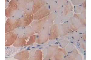 IHC-P analysis of Mouse Skeletal muscle Tissue, with DAB staining. (Profilin 3 antibody  (AA 1-132))