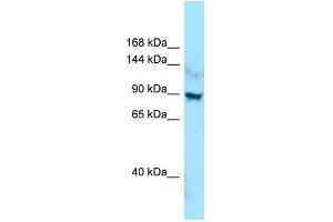 WB Suggested Anti-LRRC7 Antibody Titration: 1. (LRRC7 antibody  (C-Term))