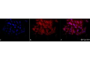 Immunocytochemistry/Immunofluorescence analysis using Rabbit Anti-Hsp27 Polyclonal Antibody (ABIN1027725 and ABIN1027726).