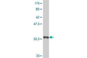 Western Blot detection against Immunogen (35. (TFCP2 antibody  (AA 414-502))