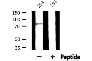 Glucuronidase beta antibody  (Internal Region)