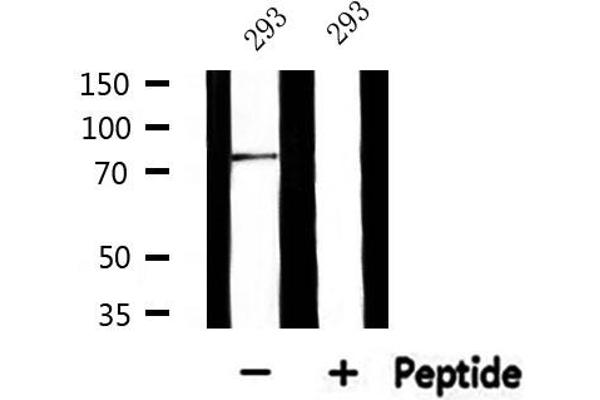 Glucuronidase beta antibody  (Internal Region)