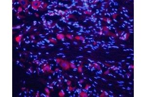 Expression of nAChRα7 in rat DRG - Immunohistochemical staining of rat dorsal root ganglion (DRG) frozen sections using Anti-Nicotinic Acetylcholine Receptor α7 (CHRNA7) (extracellular) Antibody (ABIN7043067, ABIN7044631 and ABIN7044632), (1:200). (CHRNA7 antibody  (Extracellular, N-Term))