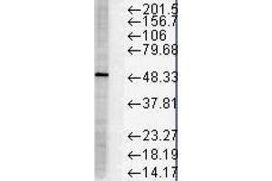 FKBP51 HS Hela 10ug 1 in 1000 Western Blotting copy. (FKBP5 antibody)