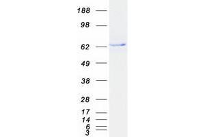 Validation with Western Blot (CACNB1 Protein (Transcript Variant 2) (Myc-DYKDDDDK Tag))