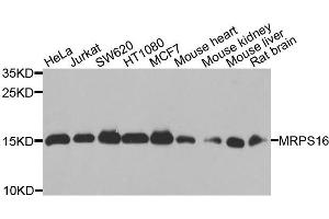 Western blot analysis of extracts of various cells, using MRPS16 antibody.