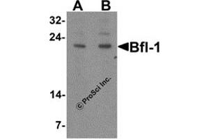 Western Blotting (WB) image for anti-BCL2-Related Protein A1 (BCL2A1) (N-Term) antibody (ABIN1031273) (BCL2A1 antibody  (N-Term))