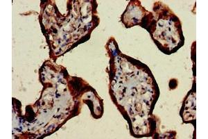 Immunohistochemistry of paraffin-embedded human placenta tissue using ABIN7147667 at dilution of 1:100 (CSH1 antibody  (AA 27-217))