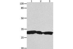 Western Blot analysis of Hela, 293T and Jurkat cell using YWHAG Polyclonal Antibody at dilution of 1:1800 (14-3-3 gamma antibody)