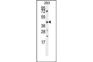 Western blot analysis of ETV5 / ERM Antibody (N-term) in 293 cell line lysates (35ug/lane). (ETV5 antibody  (N-Term))