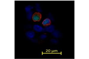 a) Immunohistochemical staining of HEK-293 cells transfected with a vector for the simultaneous overexpression of human TRPV3 and green fluorescent protein (GFP, green), stained with a specific antibody (ABIN863127) (TRPV3 antibody  (AA 458-474))