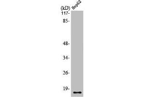 Western Blot analysis of HepG2 cells using Mammaglobin B Polyclonal Antibody (SCGB2A1 antibody  (N-Term))