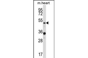 PIAS4 Antibody (N-term) (ABIN657934 and ABIN2846878) western blot analysis in mouse heart tissue lysates (35 μg/lane). (PIAS4 antibody  (N-Term))
