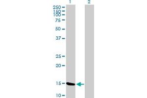 Western Blot analysis of MGST2 expression in transfected 293T cell line by MGST2 MaxPab polyclonal antibody. (MGST2 antibody  (AA 1-147))