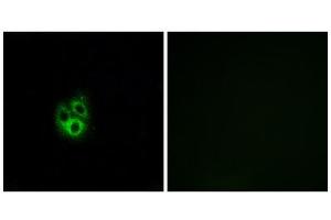 Immunofluorescence analysis of A549 cells, using GNG5 antibody. (GNG5 antibody  (N-Term))