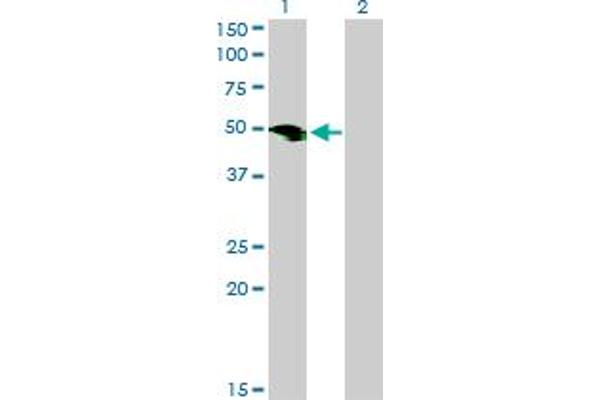 SMOC1 antibody  (AA 150-221)