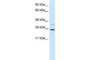 WB Suggested Anti-FSBP Antibody Titration:  1.