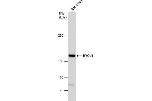 HYOU1 anticorps  (C-Term)