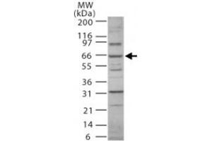 Western blot analysis of Nfkbiz. (NFKBIZ antibody  (AA 186-199))