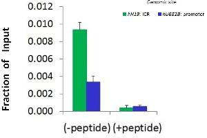 Chromatin Immunoprecipitation (ChIP) Using Suv420h1 antibody - C-terminal region  and HCT116 Cells (SUV420H1 antibody  (C-Term))