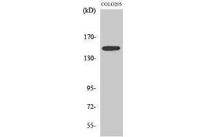 Western Blotting (WB) image for anti-STE20-Like Kinase (SLK) (C-Term) antibody (ABIN3177434) (SLK antibody  (C-Term))