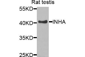 Western blot analysis of extracts of rat testis, using INHA antibody (ABIN5975331) at 1/1000 dilution. (Inhibin alpha antibody)